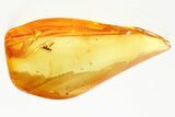 Rare Fossil Micro Fairy Wasp In Baltic Amber #357727-1